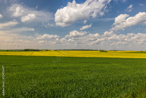 An agricultural field where green cereals grow