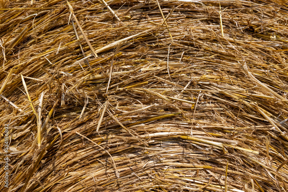 twisted straw stacks after harvest twisted straw stacks after harvest
