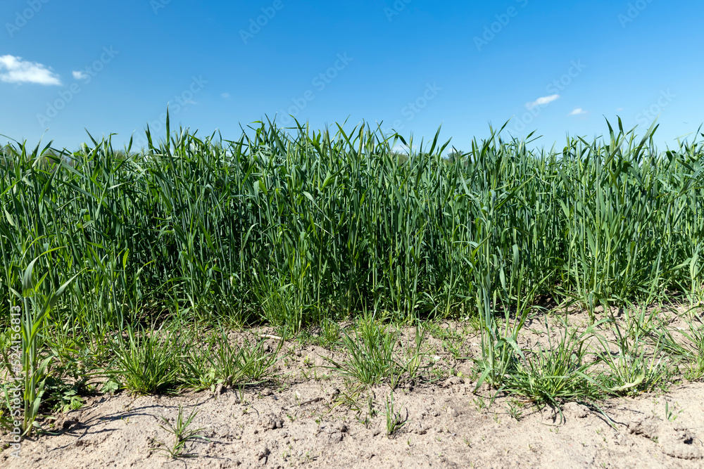 An agricultural field where green cereals grow An agricultural field where green cereals grow