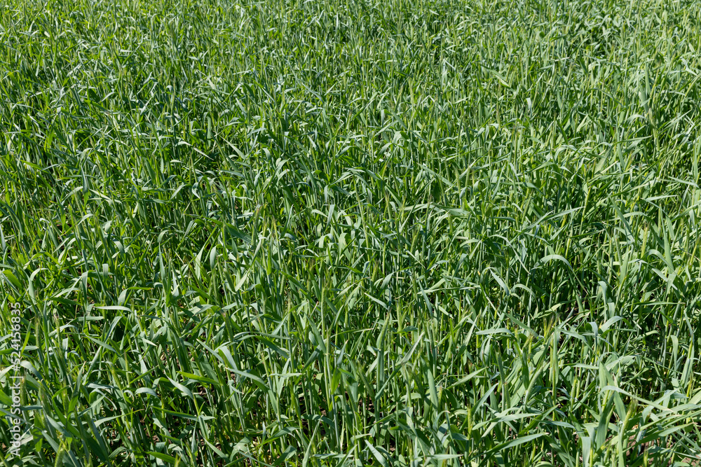 Fototapeta premium An agricultural field where green cereals grow