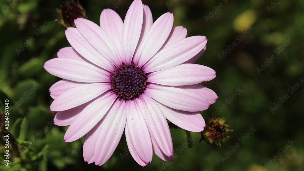 Obraz premium Bonita flor de petalos rosas y centro morado