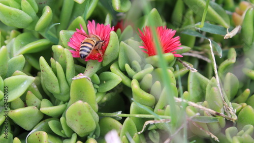 Flor roja con abeja recolectando polen 