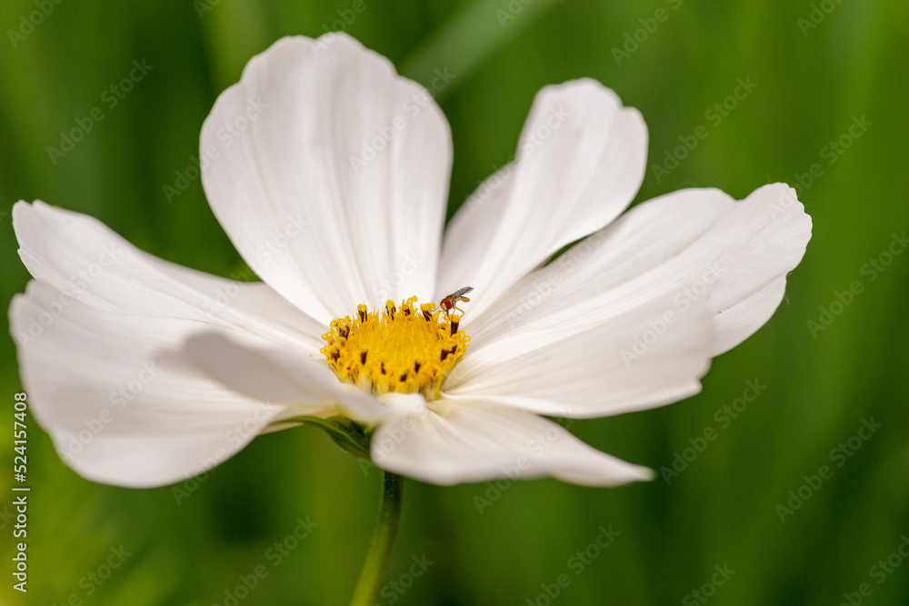 White flower with a bright yellow center sits in front of bright green background. In the center of the flower is a very tiny insect. Details can be seen in the bugs head and wings. White flower with a bright yellow center sits in front of bright green background. In the center of the flower is a very tiny insect. Details can be seen in the bugs head and wings.