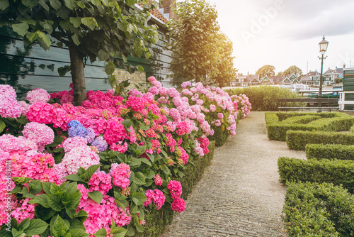 Wooden house with roof and tall red brick chimneys. Hydrangea bush with white flowers in a garden. Zaanse Schans, Amsterdam, Netherlands.