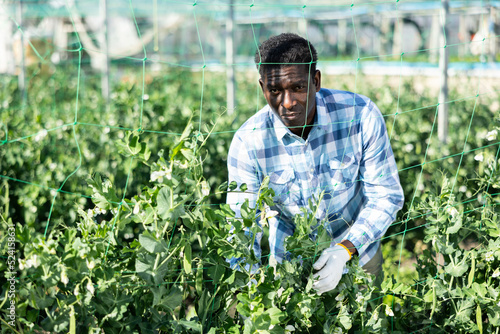 African american man tying leguminous plants to netting in greenhouse photo