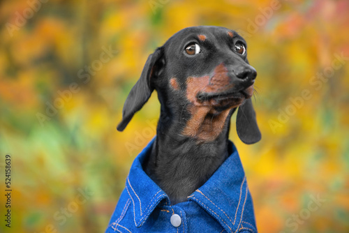 Portrait of funny dachshund puppy wearing blue cotton shirt, who looks askance at someone with a suspicious look during a walk in the park, autumn leaves on blurred background photo