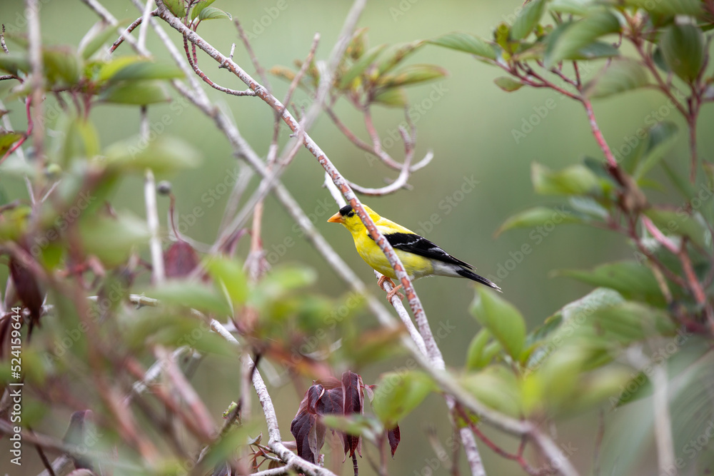 A male american goldfinch perched along a marsh boardwalk trail in Ontario. A male american goldfinch perched along a marsh boardwalk trail in Ontario.