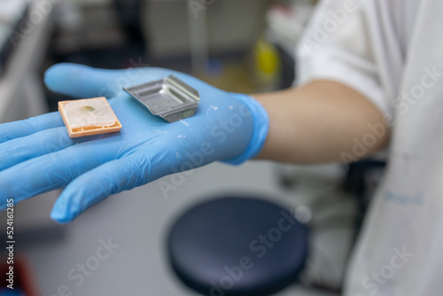 Scientist wearing blue gloves Biopsy blocks are being prepared for processing in the laboratory.