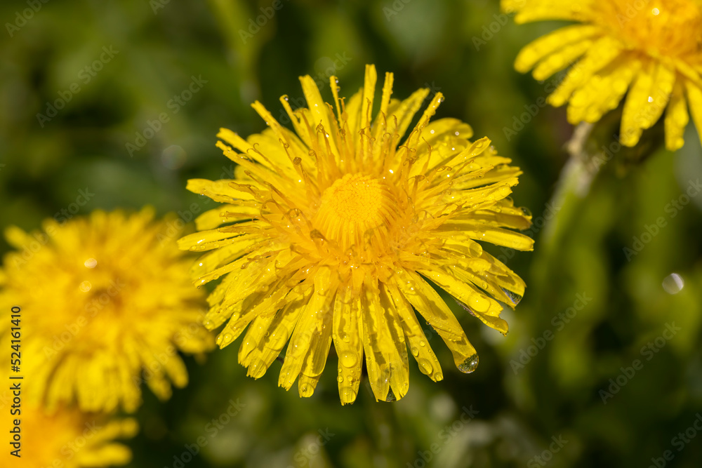 a field where a large number of yellow dandelions grow