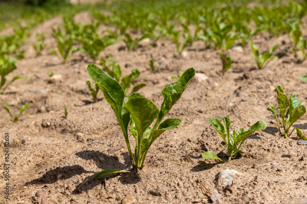 Sugar beet in an agricultural field in the summer Sugar beet in an agricultural field in the summer