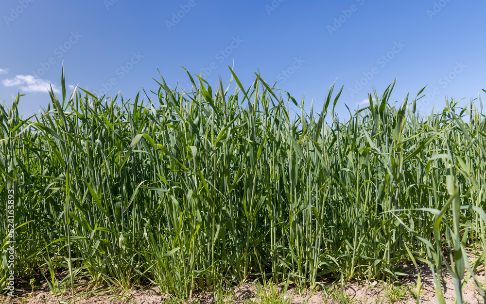 An agricultural field where green cereals grow An agricultural field where green cereals grow