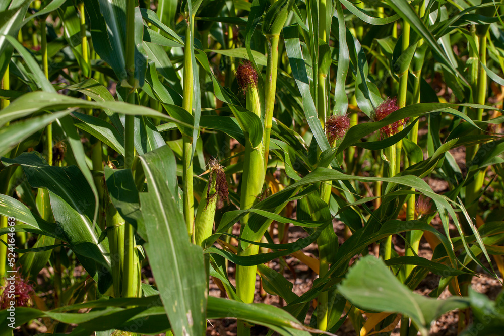 Fototapeta premium an agricultural field where unripe green corn grows