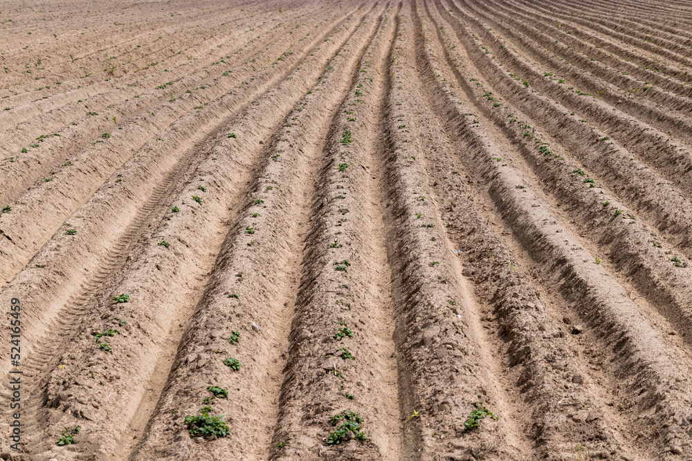 A field with furrows in which potatoes grow A field with furrows in which potatoes grow
