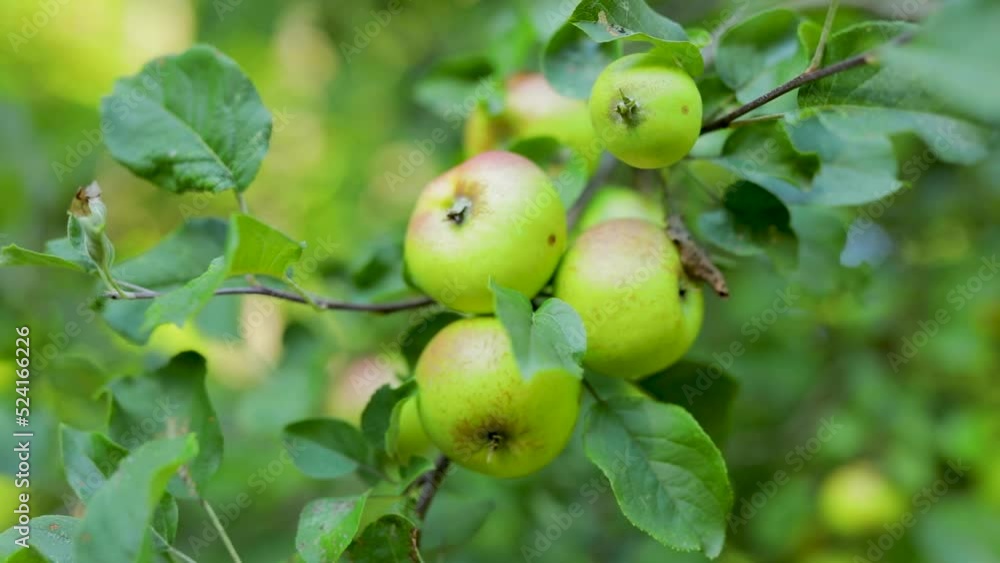 Cluster of wild apples swaying on tree branch in an organic apple orchard. Cluster of wild apples swaying on tree branch in an organic apple orchard.