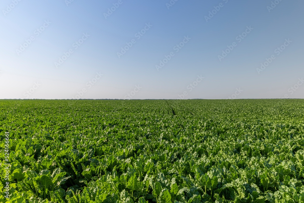 The green foliage of sweet sugar beet