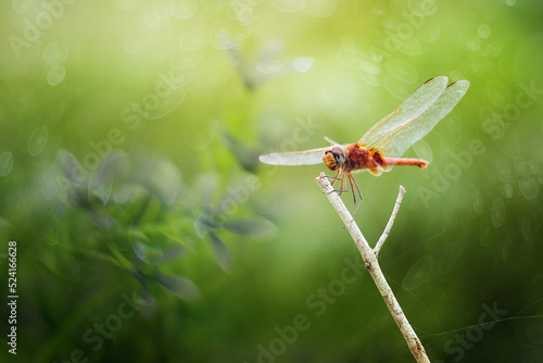 dragonfly perched on a branch on a green background