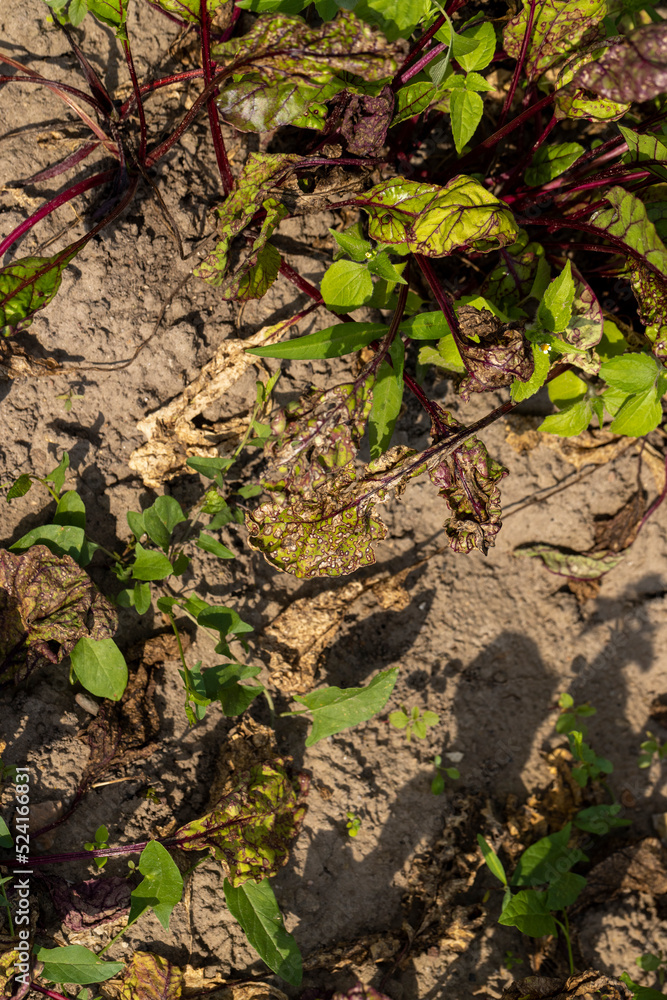 Green red beet foliage for cooking borscht Green red beet foliage for cooking borscht