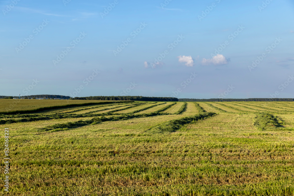 green grass in a field in the summer, a field with
