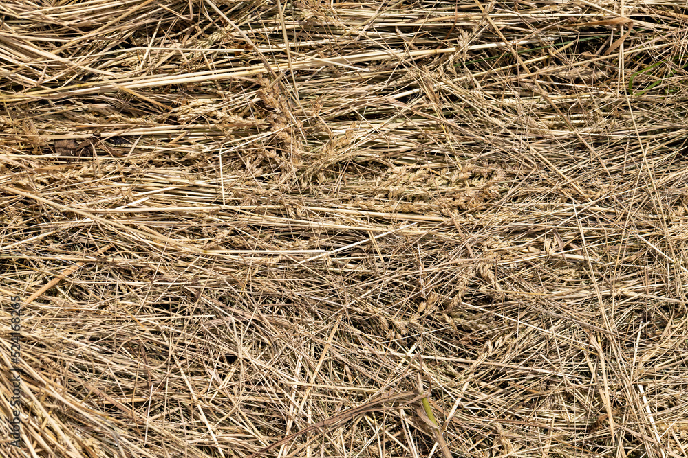 Drying of grass for obtaining and storing hay Drying of grass for obtaining and storing hay