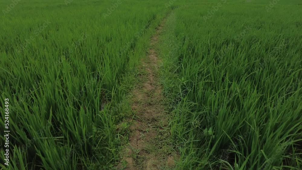 Green paddy field, rice farming in Thiruvananthapuram, Kerala Green paddy field, rice farming in Thiruvananthapuram, Kerala
