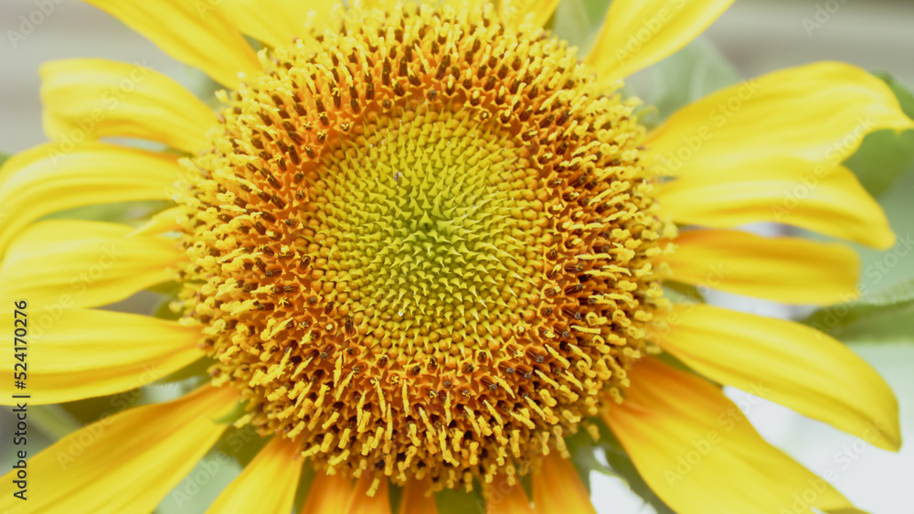 Sunflower closeup for background Sunflower closeup for background