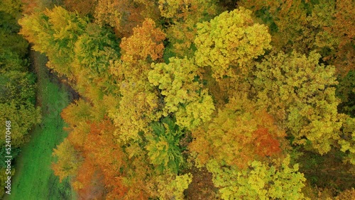 Wallpaper Mural AERIAL, TOP DOWN: Forest treetops with vivid colorful leaves in autumn season. Stunning color palette of changing autumn leaves in wild woodland landscape. Fall season spreading across countryside. Torontodigital.ca