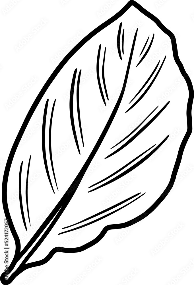 Obraz premium Element Leaves Line Art 