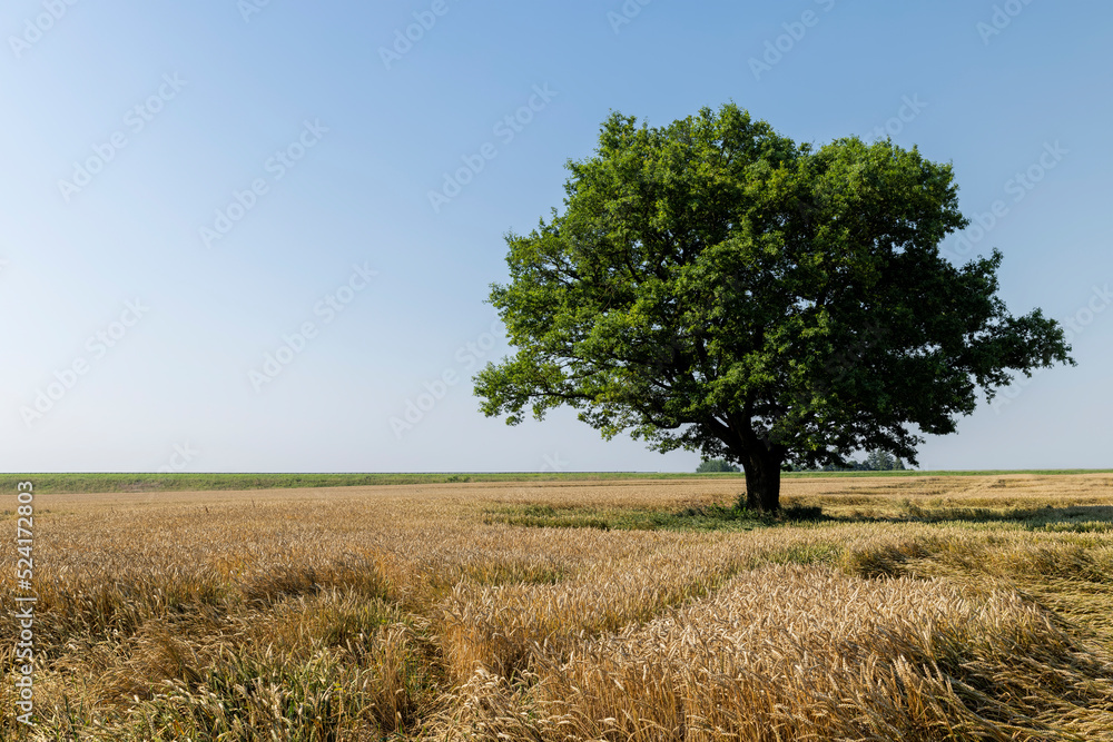 Growing in a field with wheat