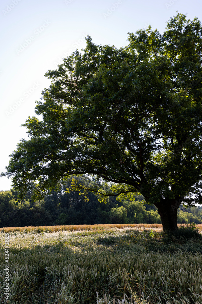Obraz premium Growing in a field with wheat