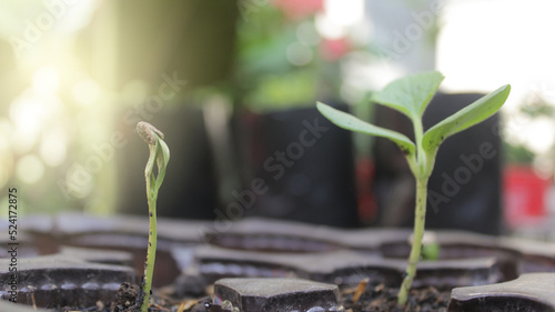 Green young melon plants grow on fertile soil in the rainy season. Selective focus. Plants seedling, germination process of plants, radicle, cotyledon, and leaf, green blurred in the backgrounds. photo