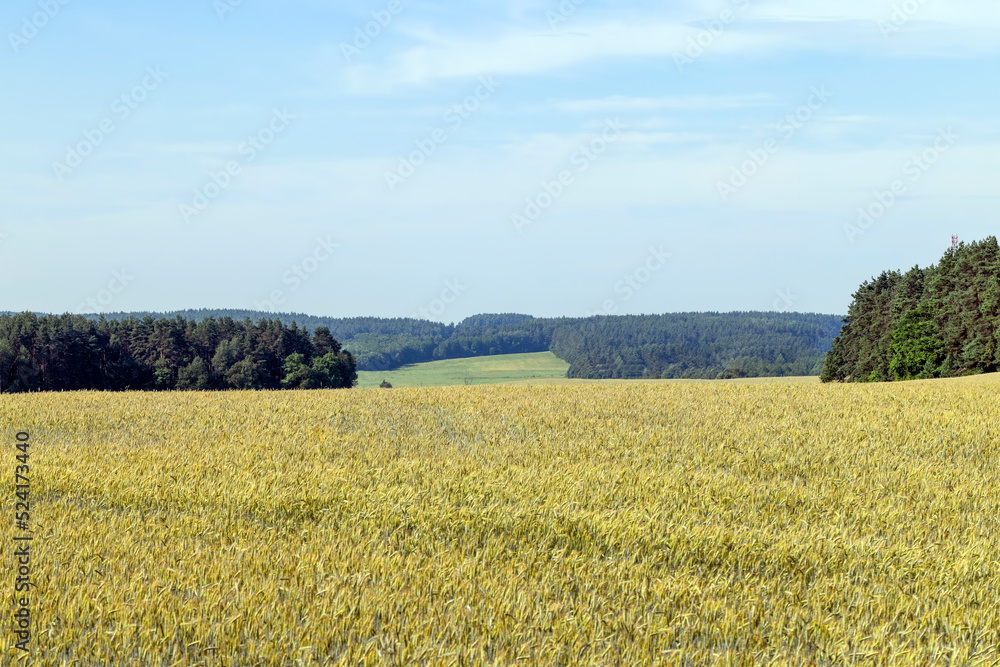 An agricultural field where cereals are grown to harvest grain