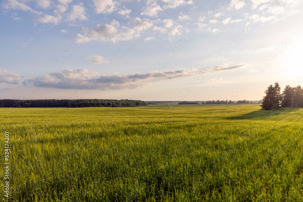 An agricultural field where ripening cereals grow An agricultural field where ripening cereals grow