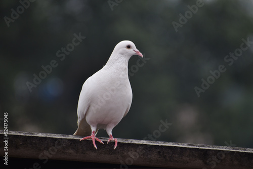 white dove on the rock