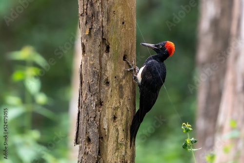 white-bellied woodpecker or great black woodpecker (Dryocopus javensis)