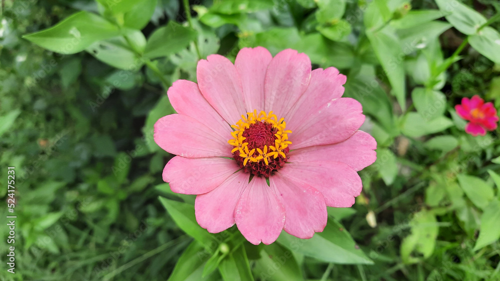 Beautifully blooming light pink flowers on a background of leaves Beautifully blooming light pink flowers on a background of leaves