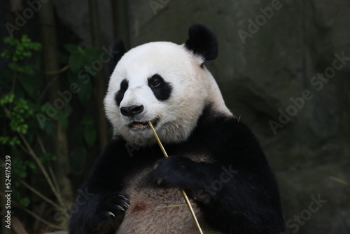 Fototapeta Naklejka Na Ścianę i Meble -  giant panda bear
