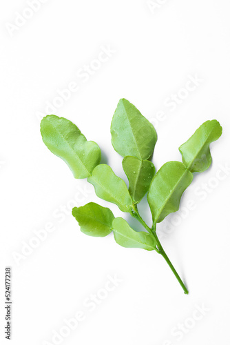 Citrus hystrix leaf isolated on white background.tropical leaves, herbs photo