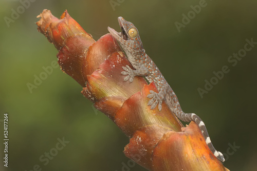 A young tokay gecko is looking for prey on a banana flower. This reptile has the scientific name Gekko gecko.