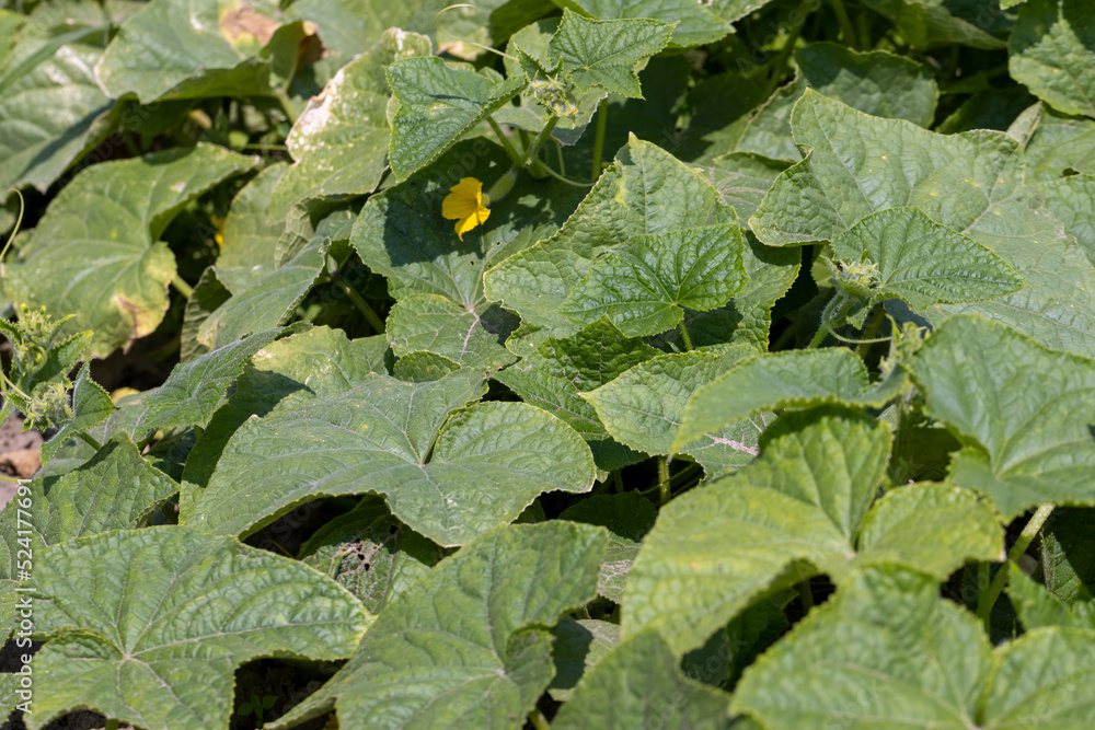 green cucumbers on a flying field green cucumbers on a flying field