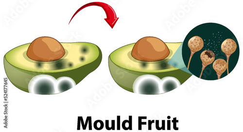 Inedible decomposed avocado with mould