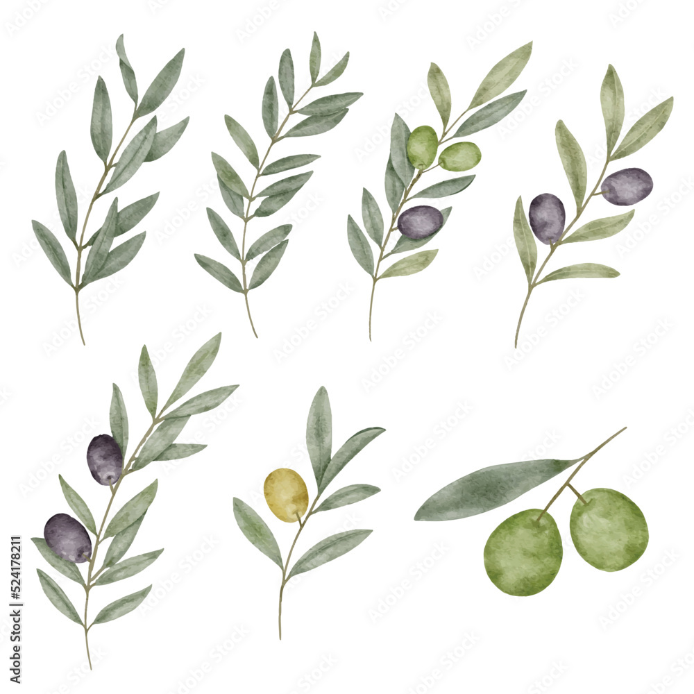 Watercolor olive leaf botanical natural element Watercolor olive leaf botanical natural element