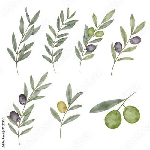 Watercolor olive leaf botanical natural element