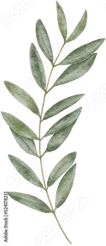 Watercolor olive leaf botanical natural element
