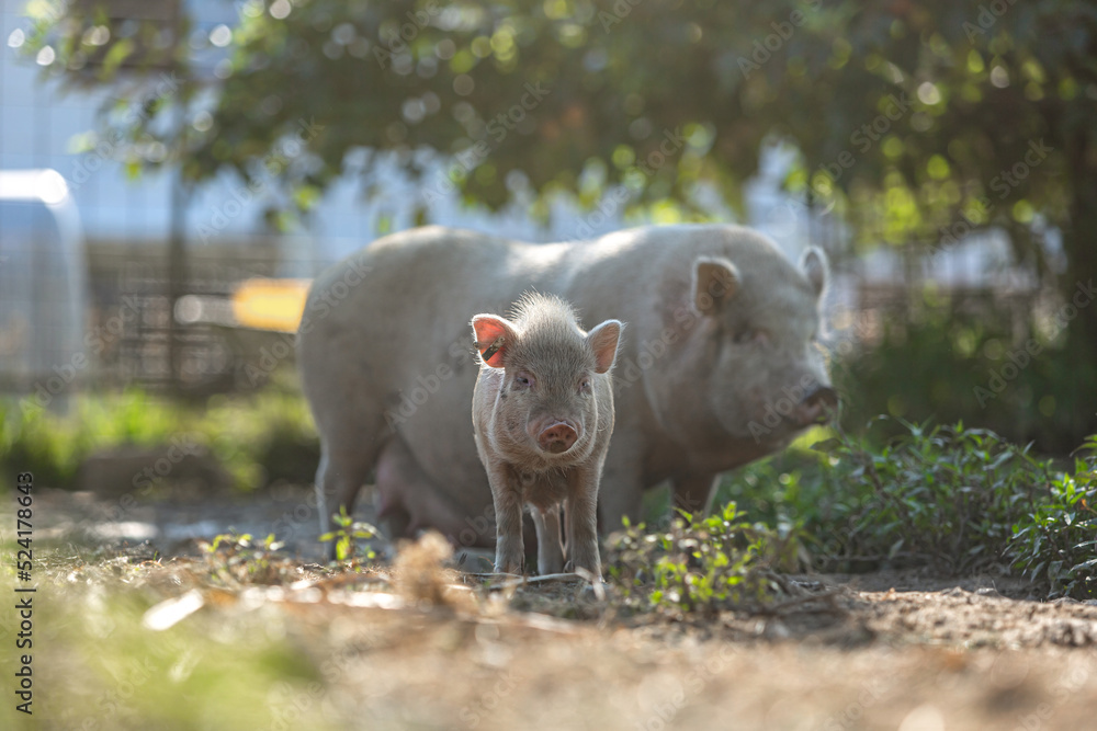 species-appropriate husbandry: Portrait of a free-range piglet in front of it´s mother sow species-appropriate husbandry: Portrait of a free-range piglet in front of it´s mother sow