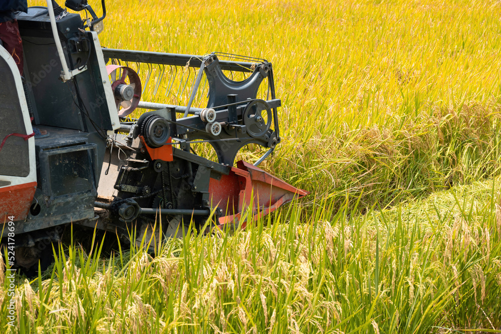 harvesting paddies by a harvester machine
