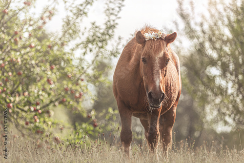 Portrait of a cute senior shetland pony gelding wearing a flower bouquet in front of a fruit orchard in summer outdoors