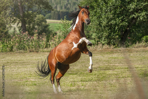 Portrait of a rearing pinto arabian x paint mixbreed horse on a meadow in summer outdoors photo