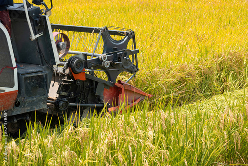 harvesting paddies by a harvester machine