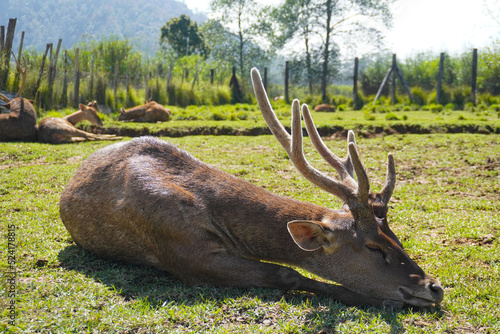 Several deers in farm located Ranca Upas, Bandung, Indonesia which is frequently visited by  local and foreign tourist photo