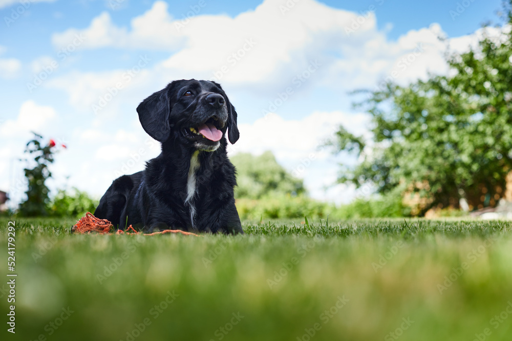 A young handsome labrador retriever on a country property lies on the lawn after a game. Front view.